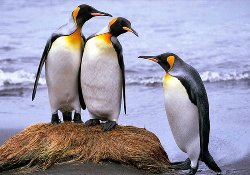 Học “chim cánh cụt” cách thảo luận nhóm hiệu quả